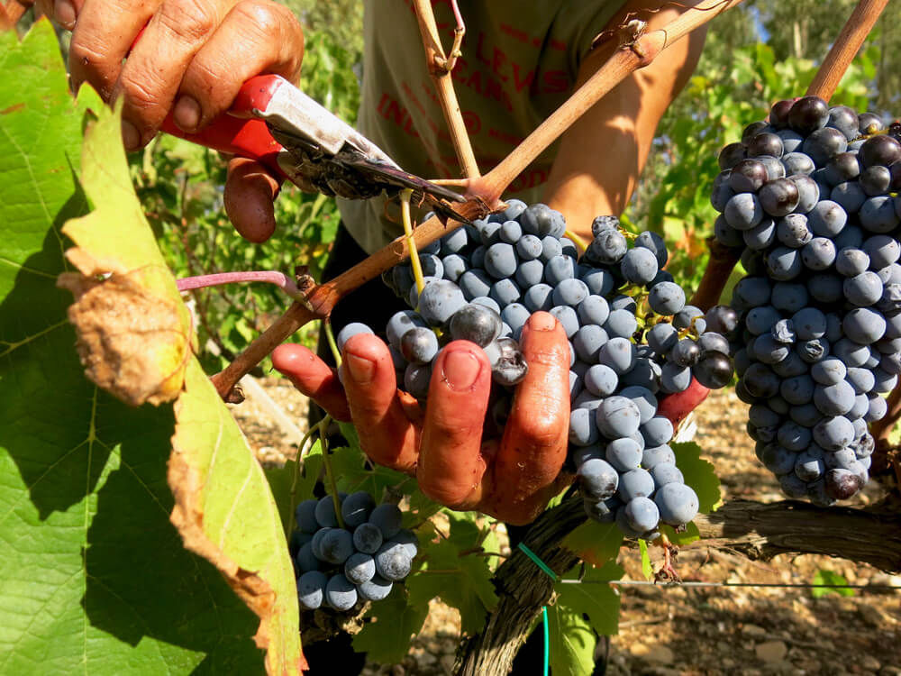 Weingut Cantina Mesa