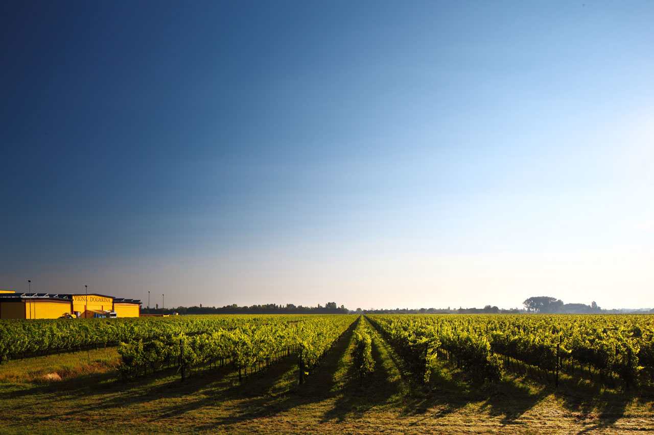 Weingut Vigna Dogarina