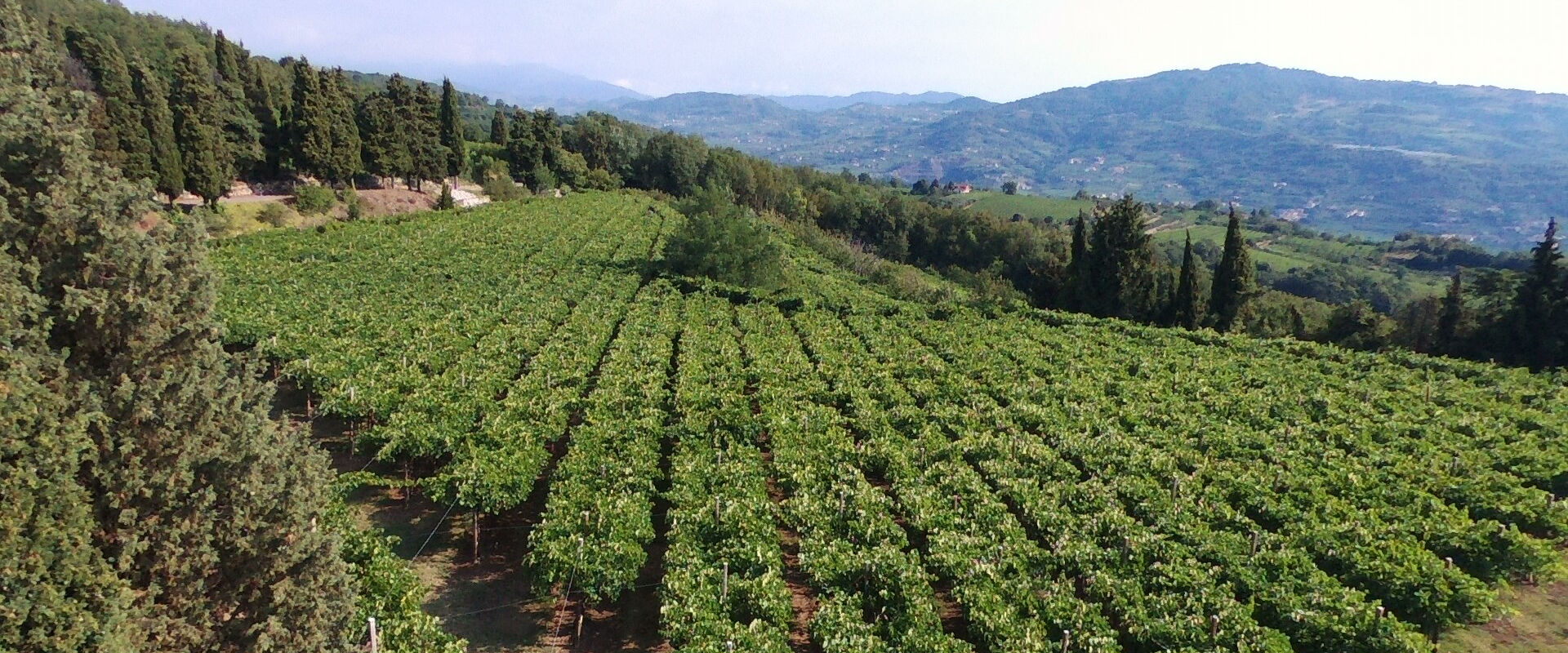 Weinberg Corte Adami